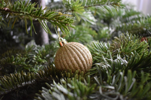 Discover the Noble Fir: Nature's Majestic Pink Tree