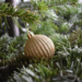 Discover the Noble Fir: Nature's Majestic Pink Tree