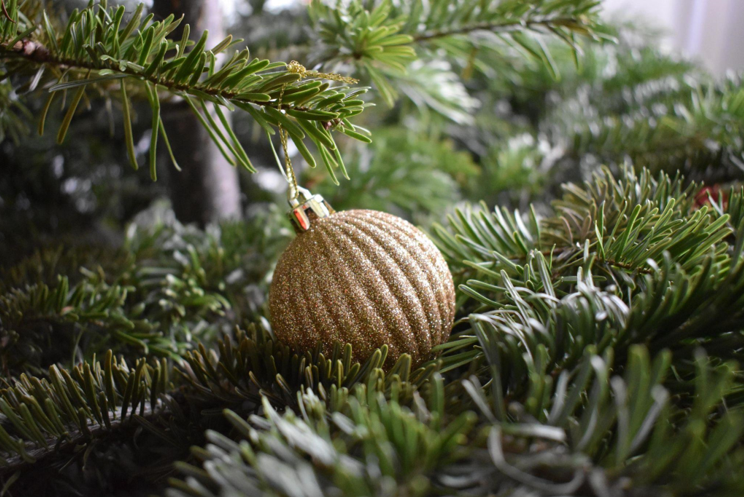 Discover the Noble Fir: Nature's Majestic Pink Tree